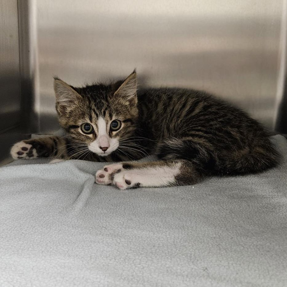 Enlarge Bonsai Fir, a Adoptable Domestic Short Hair in Saint Cloud, MN image 3/6