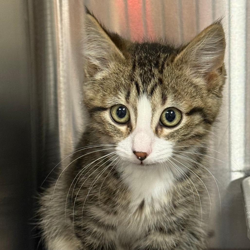 Enlarge Bonsai Fir, a Adoptable Domestic Short Hair in Saint Cloud, MN image 4/6