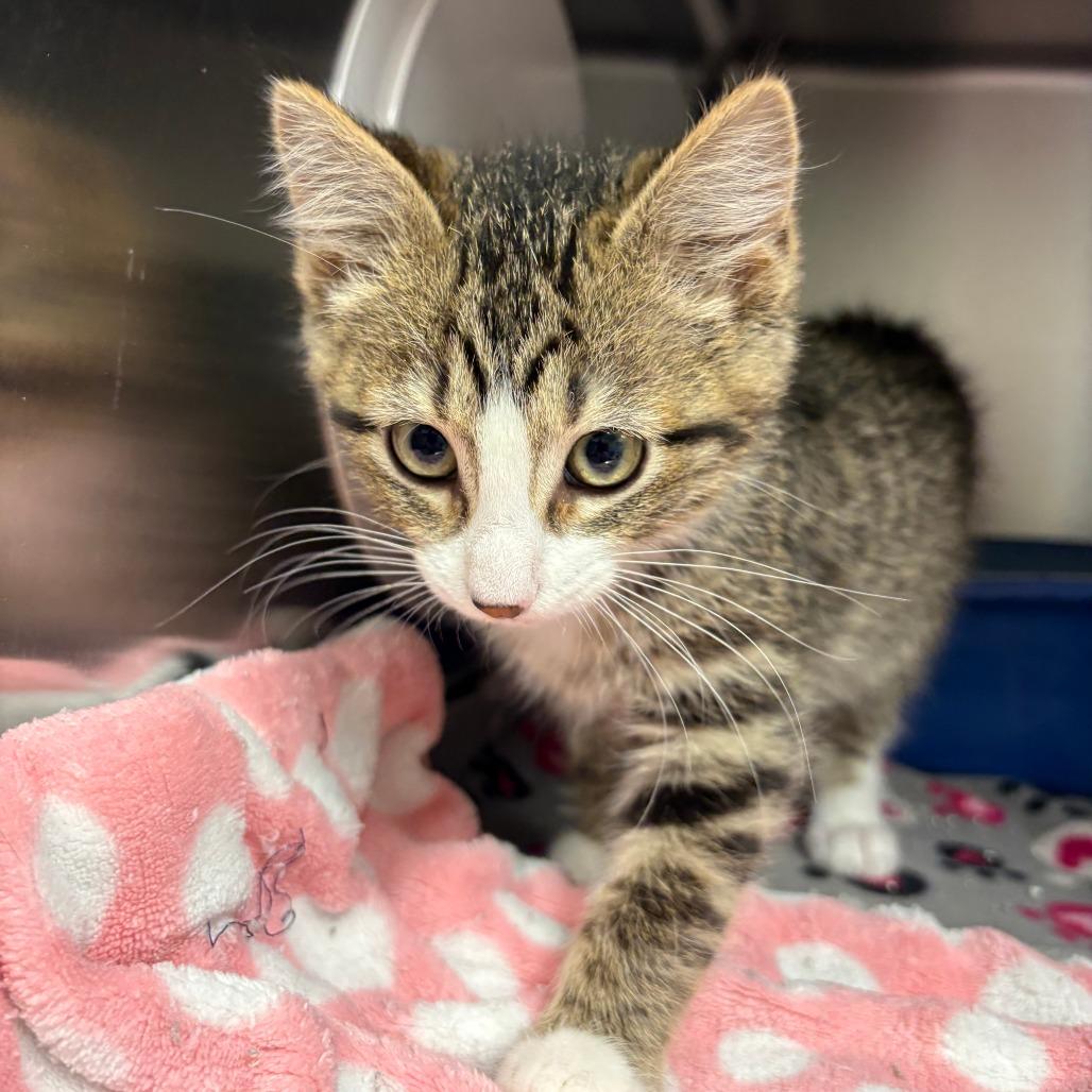 Enlarge Bonsai Fir, a Adoptable Domestic Short Hair in Saint Cloud, MN image 5/6