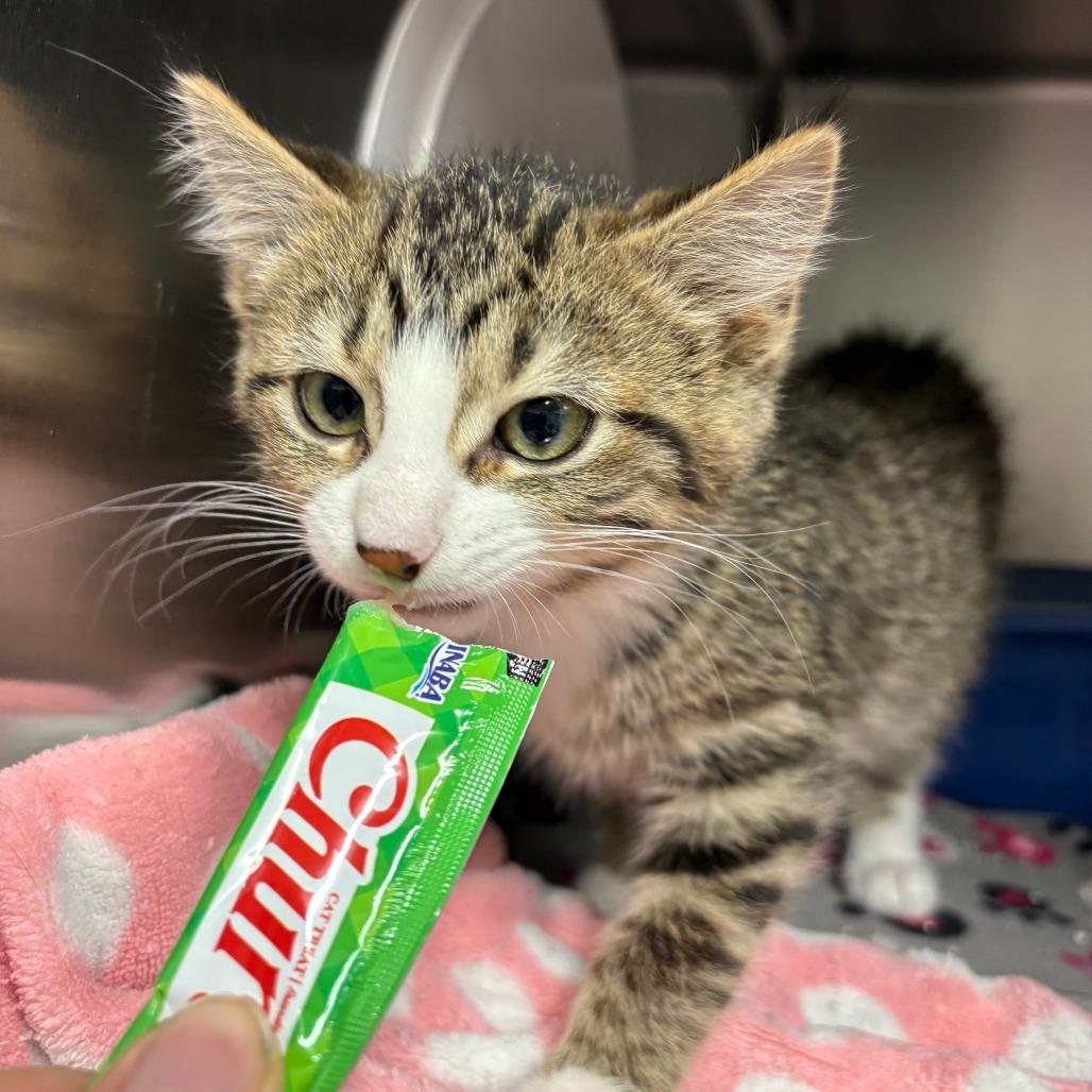 Enlarge Bonsai Fir, a Adoptable Domestic Short Hair in Saint Cloud, MN image 6/6