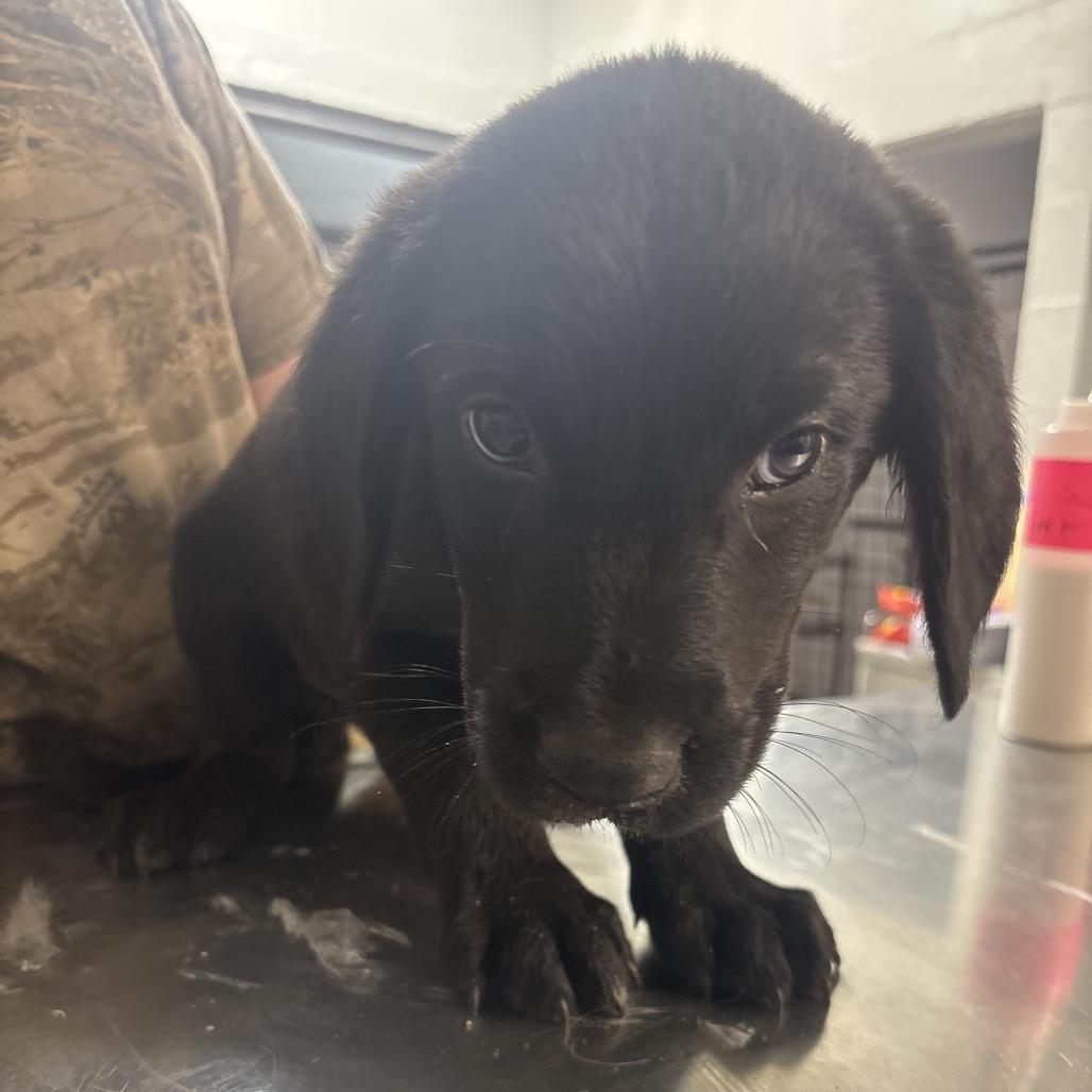 Enlarge Joey, a Adoptable mixed breed in Clanton, AL image 1/2
