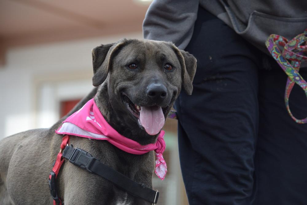 Enlarge Stacy, a Adoptable mixed breed in Salmon, ID image 1/6