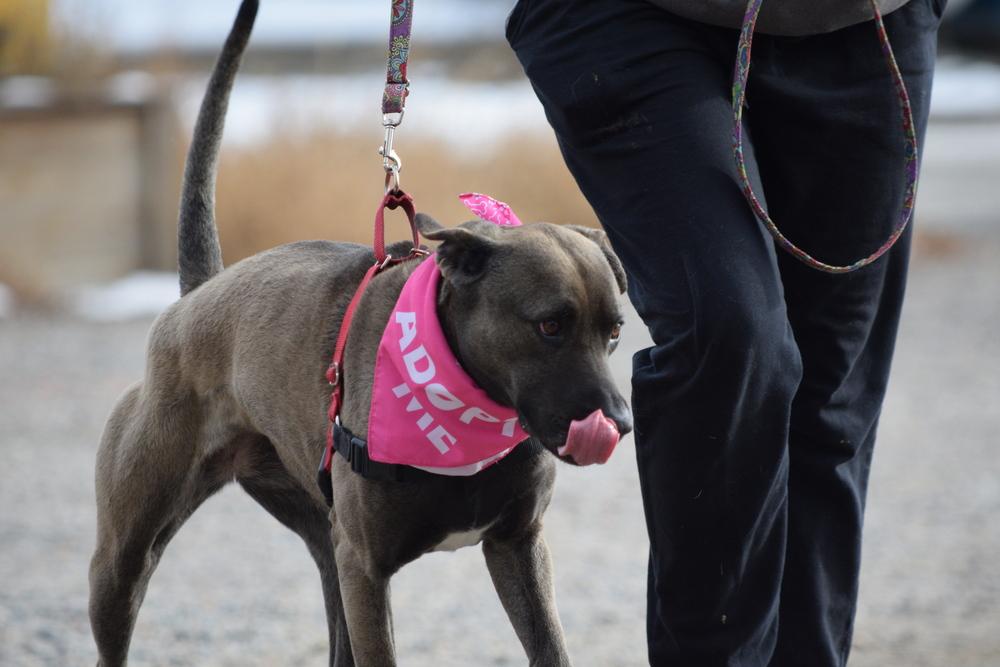 Enlarge Stacy, a Adoptable mixed breed in Salmon, ID image 2/6
