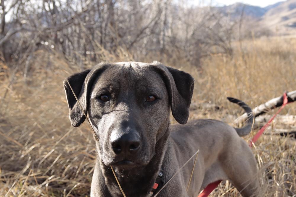 Enlarge Stacy, a Adoptable mixed breed in Salmon, ID image 3/6