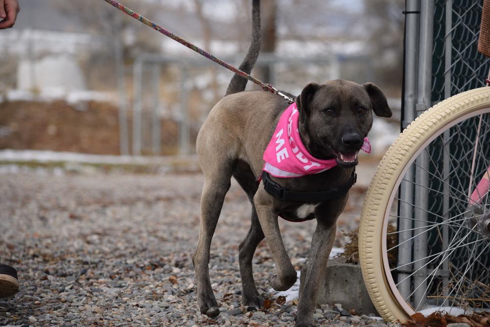 Enlarge Stacy, a Adoptable mixed breed in Salmon, ID image 4/6