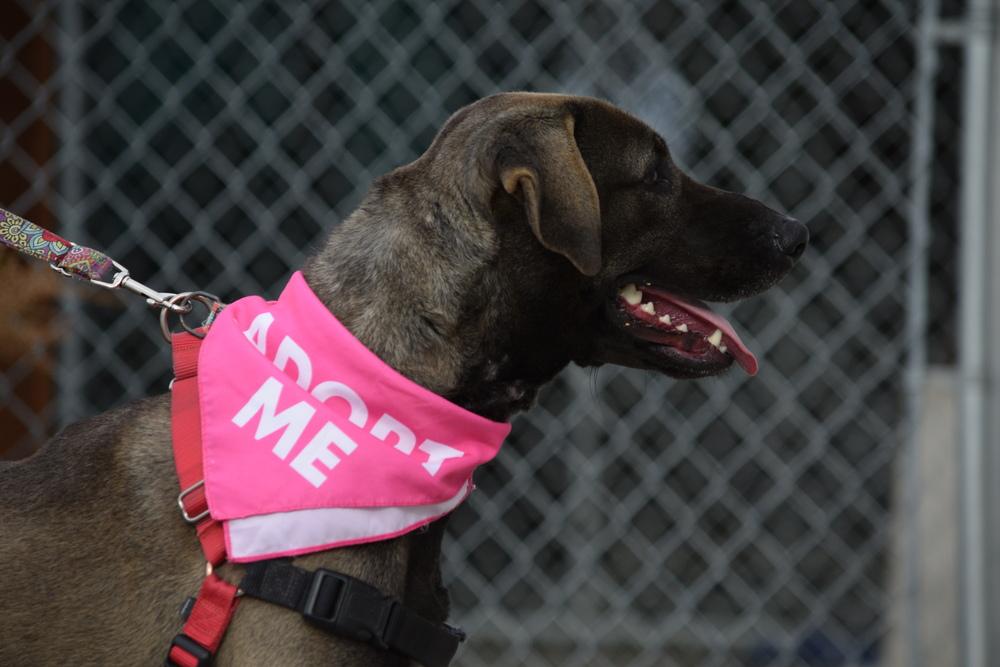 Enlarge Stacy, a Adoptable mixed breed in Salmon, ID image 5/6