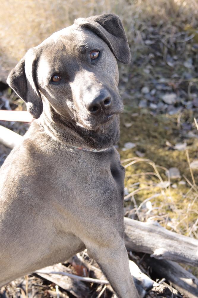 Enlarge Stacy, a Adoptable mixed breed in Salmon, ID image 6/6