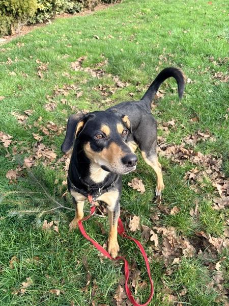 Artie, Adoptable, Adult Male Mixed Breed.