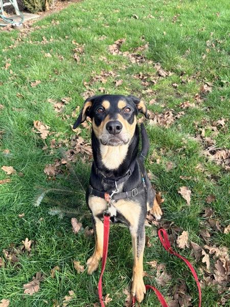 Enlarge Artie, a Adoptable mixed breed in Vancouver, WA image 3/5