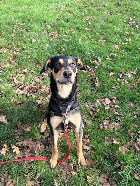 Enlarge Artie, a Adoptable mixed breed in Vancouver, WA image 4/5