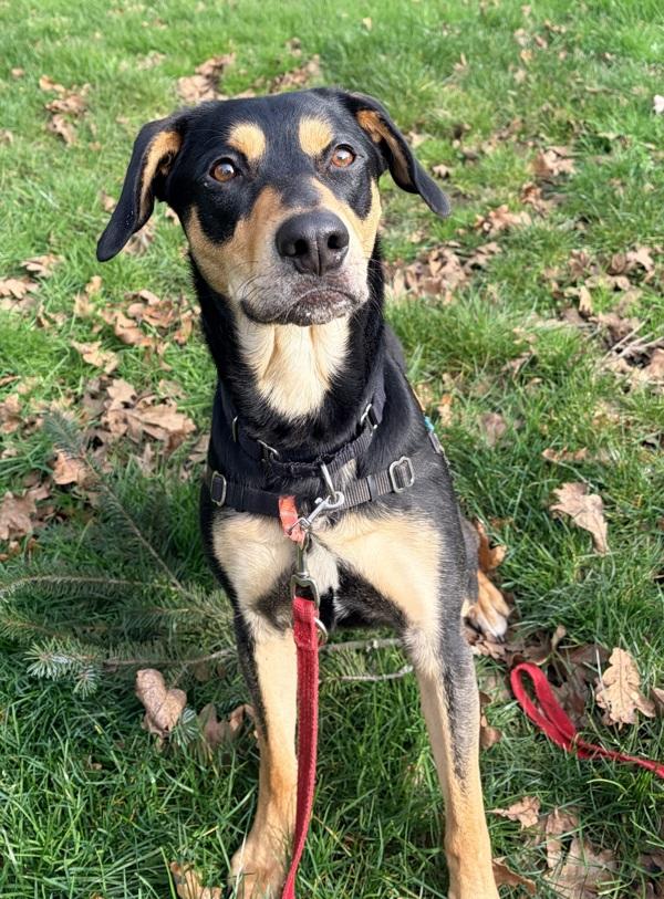 Enlarge Artie, a Adoptable mixed breed in Vancouver, WA image 5/5