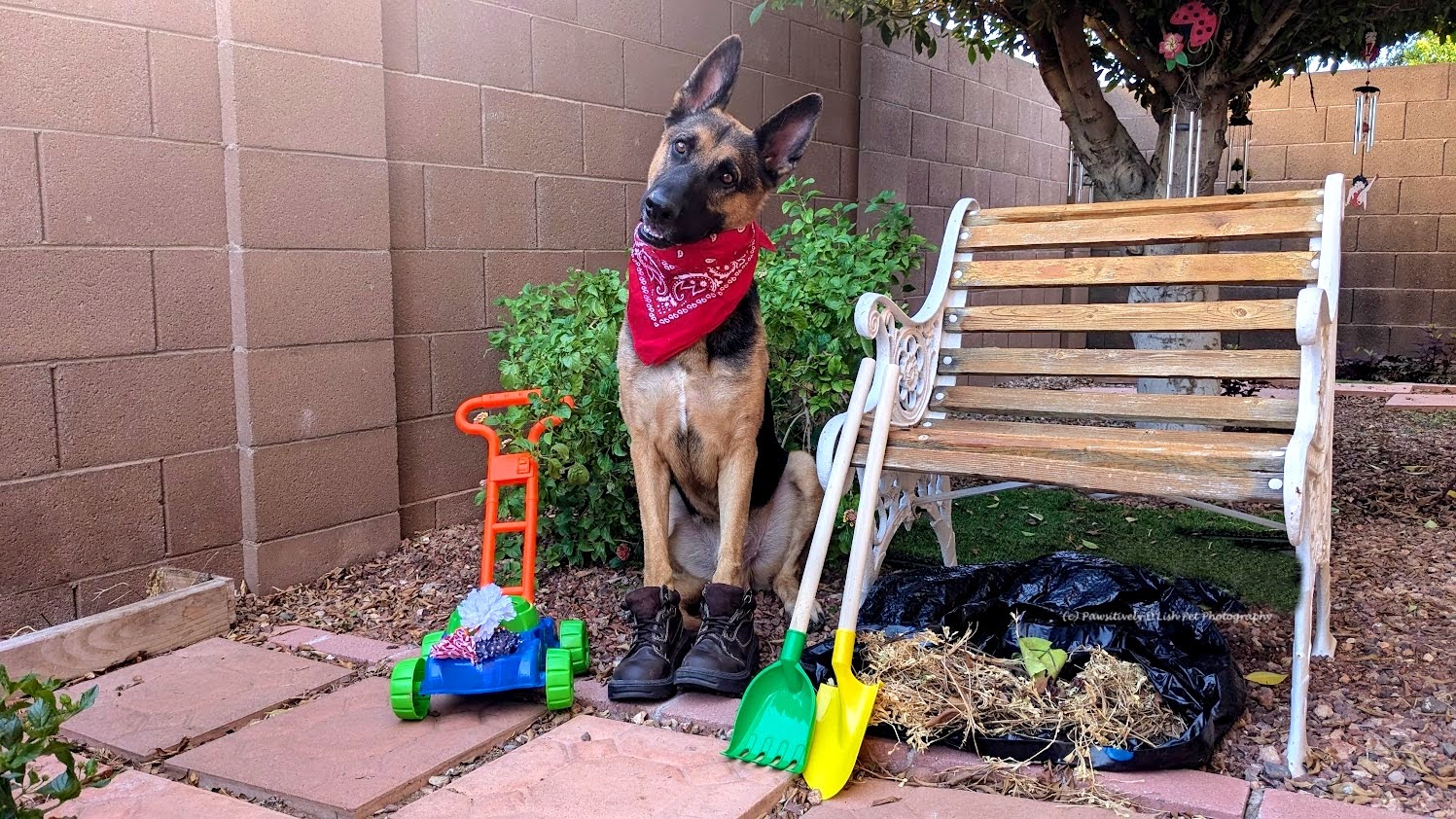 Dog for adoption Sir Duke, a German Shepherd Dog in Cave Creek, AZ