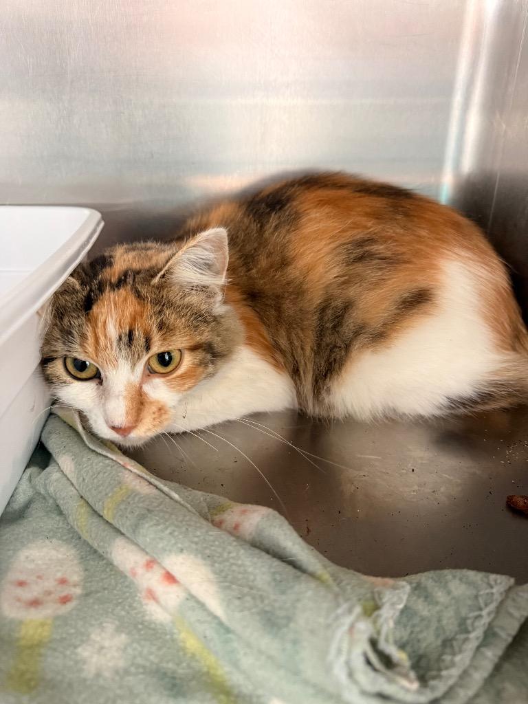 Latte, Adoptable, Young Female Calico.