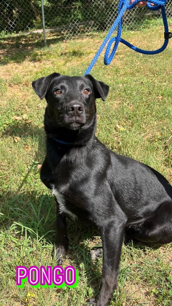 Pongo (Lulu), Adoptable, Adult Female Labrador Retriever & Greyhound.