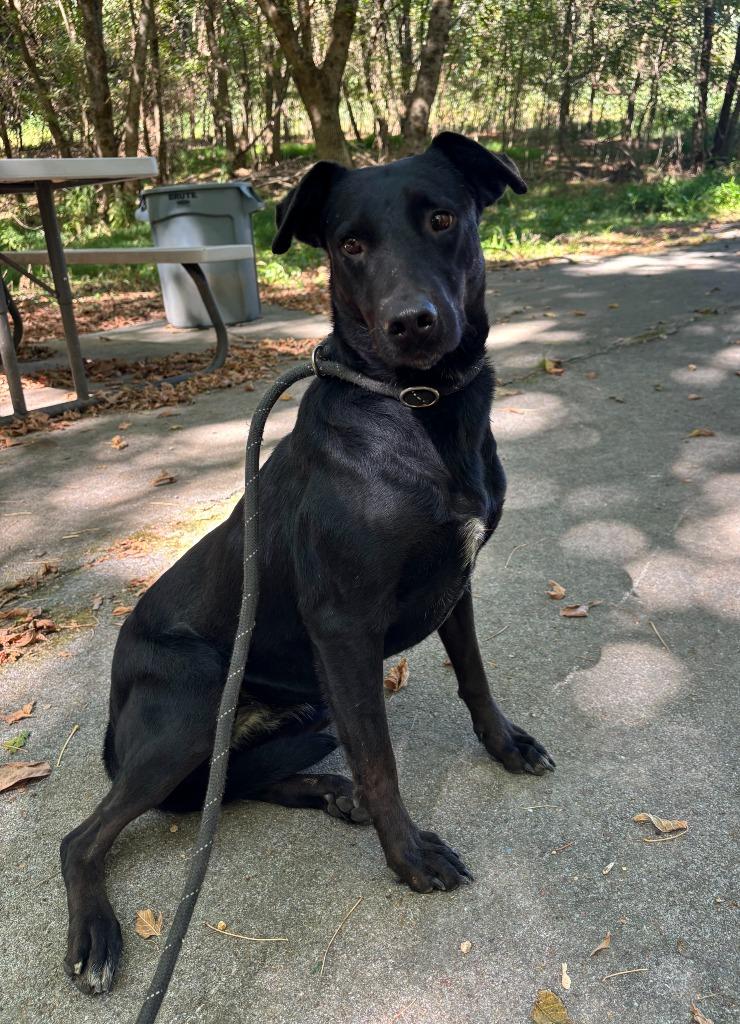 Enlarge Pongo (Lulu), a Adoptable mixed breed in Lawrenceburg, TN image 2/2