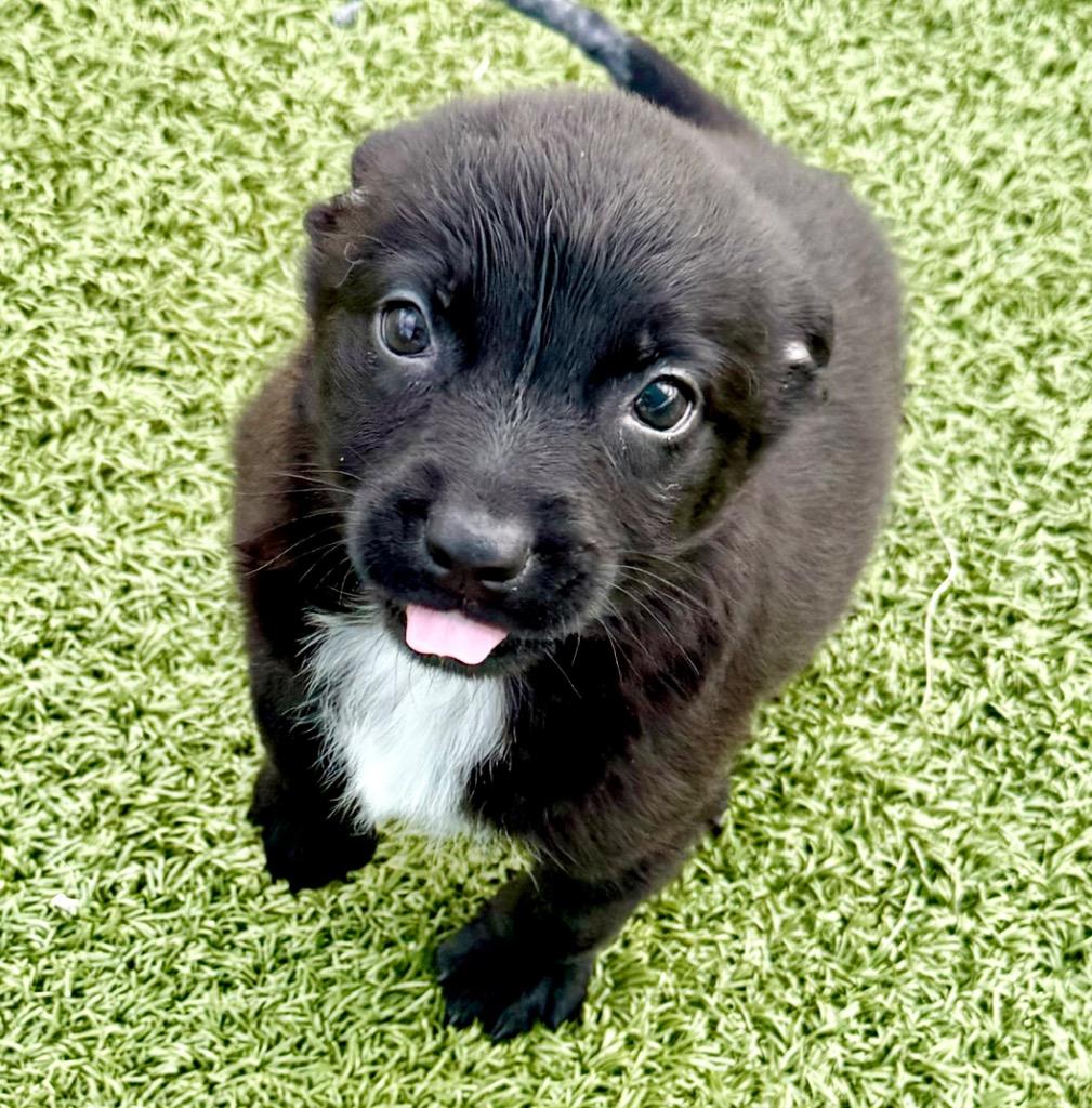 Pastel, Adoptable, Puppy Female Australian Shepherd & Mixed Breed.