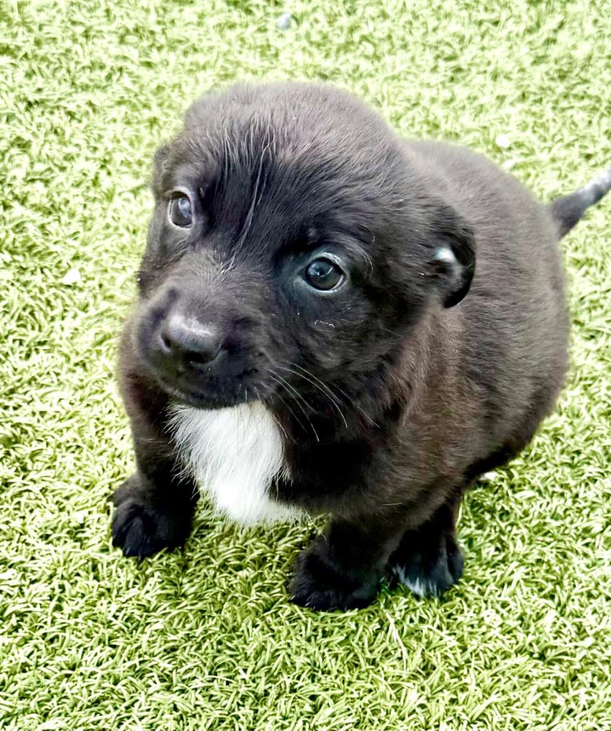 Enlarge Pastel, a Adoptable mixed breed in Cape Coral, FL image 2/2