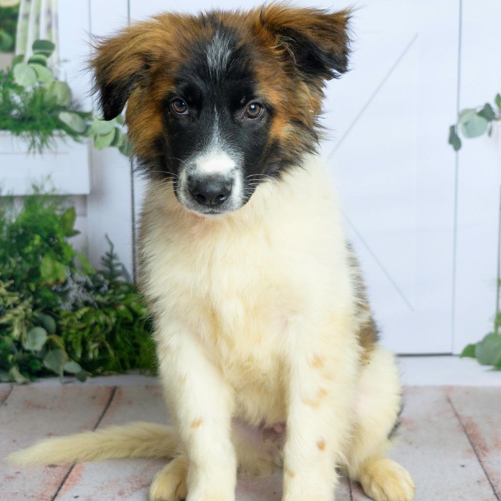 Enlarge 474 (2026) Rocko, a Adoptable mixed breed in Parker, CO image 1/6