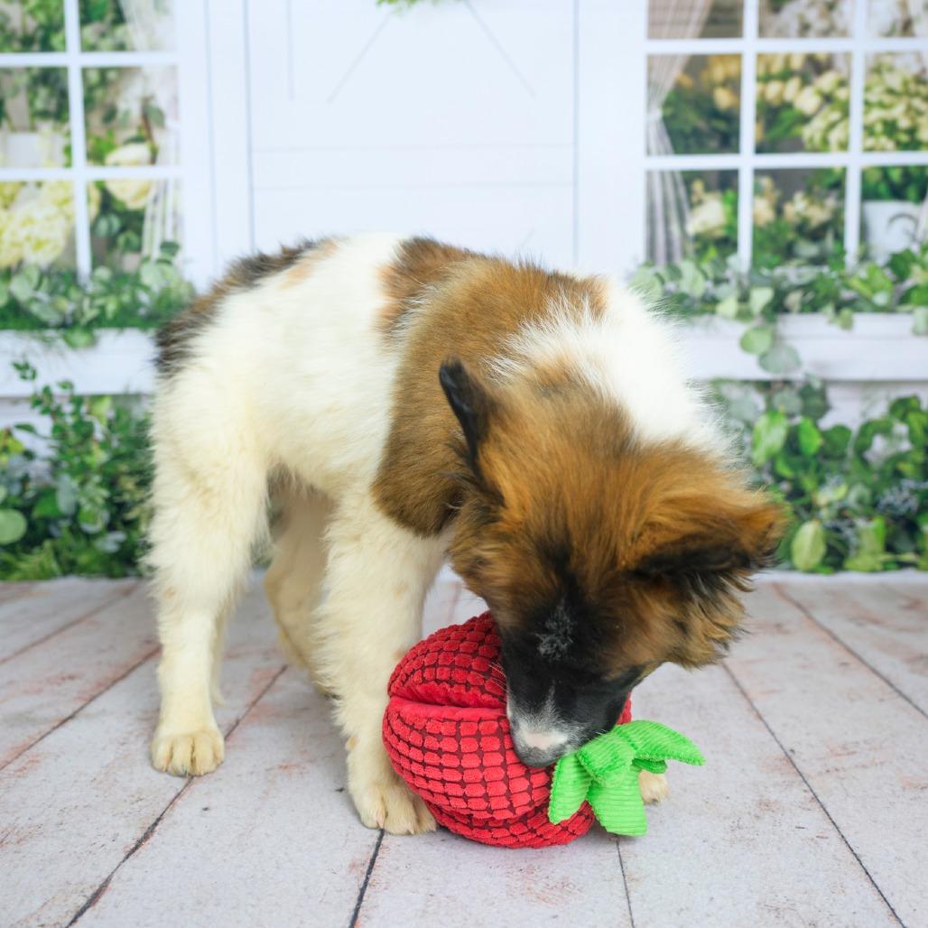 Enlarge 474 (2026) Rocko, a Adoptable mixed breed in Parker, CO image 2/6