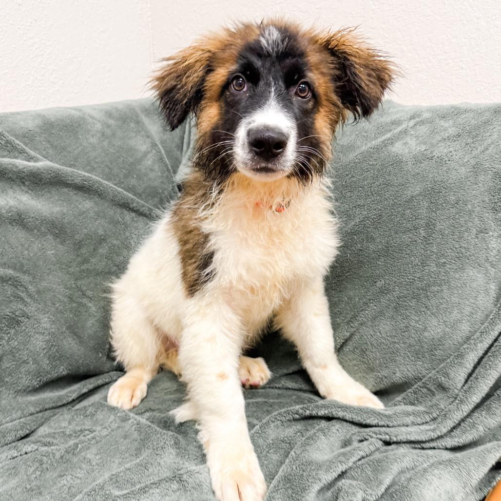 474 (2026) Rocko, Adoptable, Puppy Male Australian Cattle Dog / Blue Heeler.