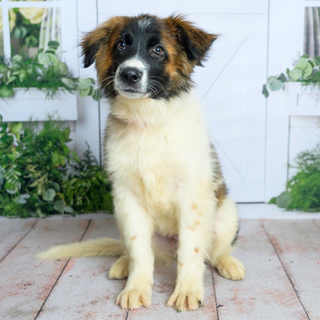 Enlarge 474 (2026) Rocko, a Adoptable mixed breed in Parker, CO image 4/6