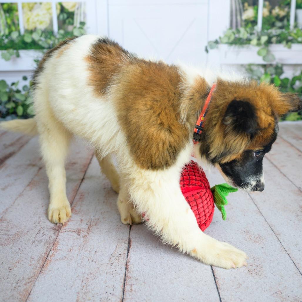 Enlarge 474 (2026) Rocko, a Adoptable mixed breed in Parker, CO image 6/6