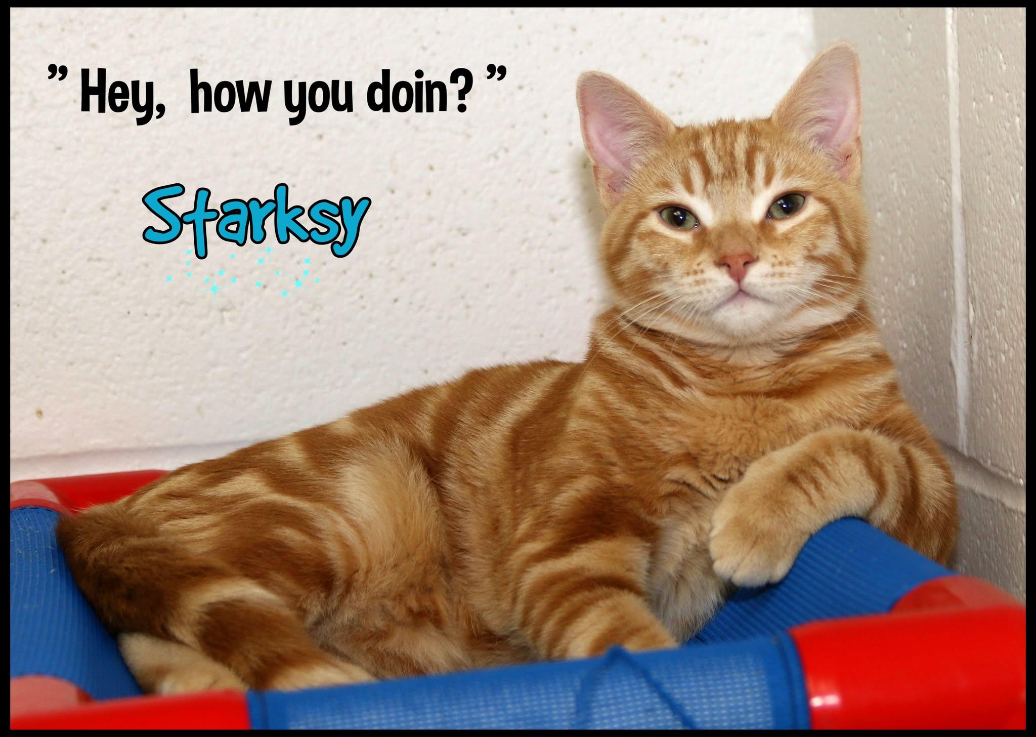 Enlarge Starsky, a Adoptable Domestic Short Hair in Shippenville, PA image 1/2