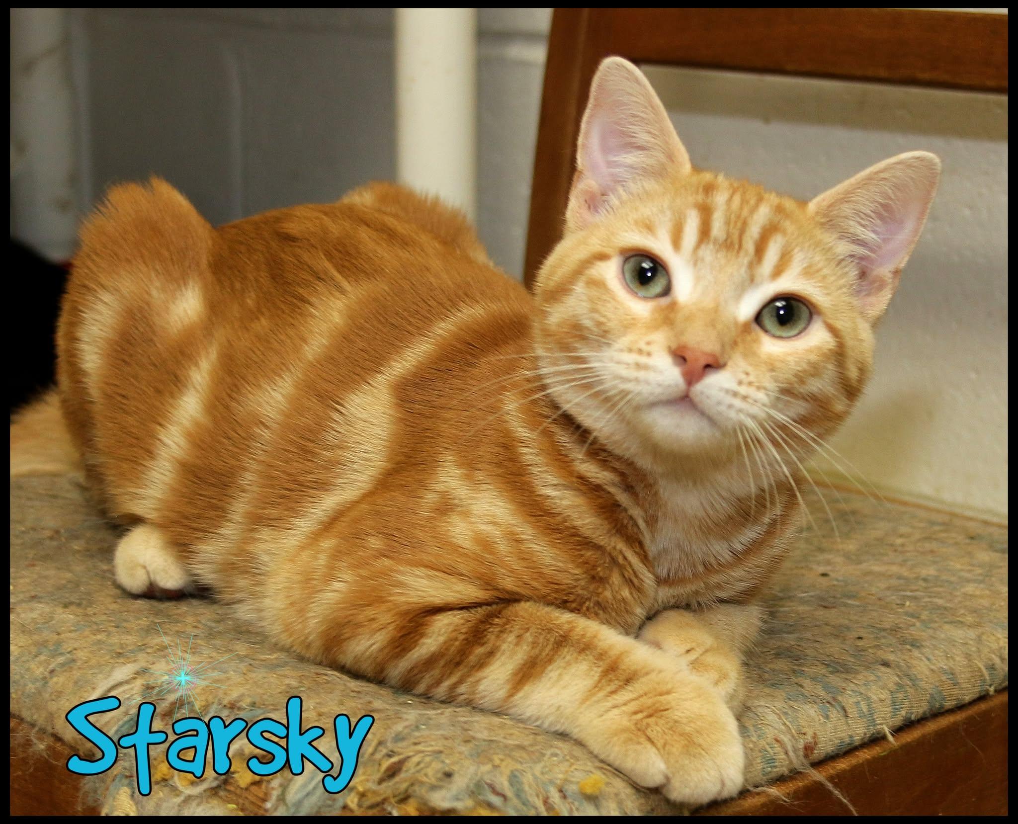 Enlarge Starsky, a Adoptable Domestic Short Hair in Shippenville, PA image 2/2