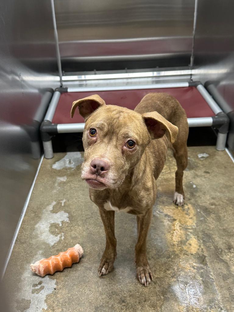 Chrissy, a Adoptable Mixed Breed in Jonesboro, AR image 4/4
