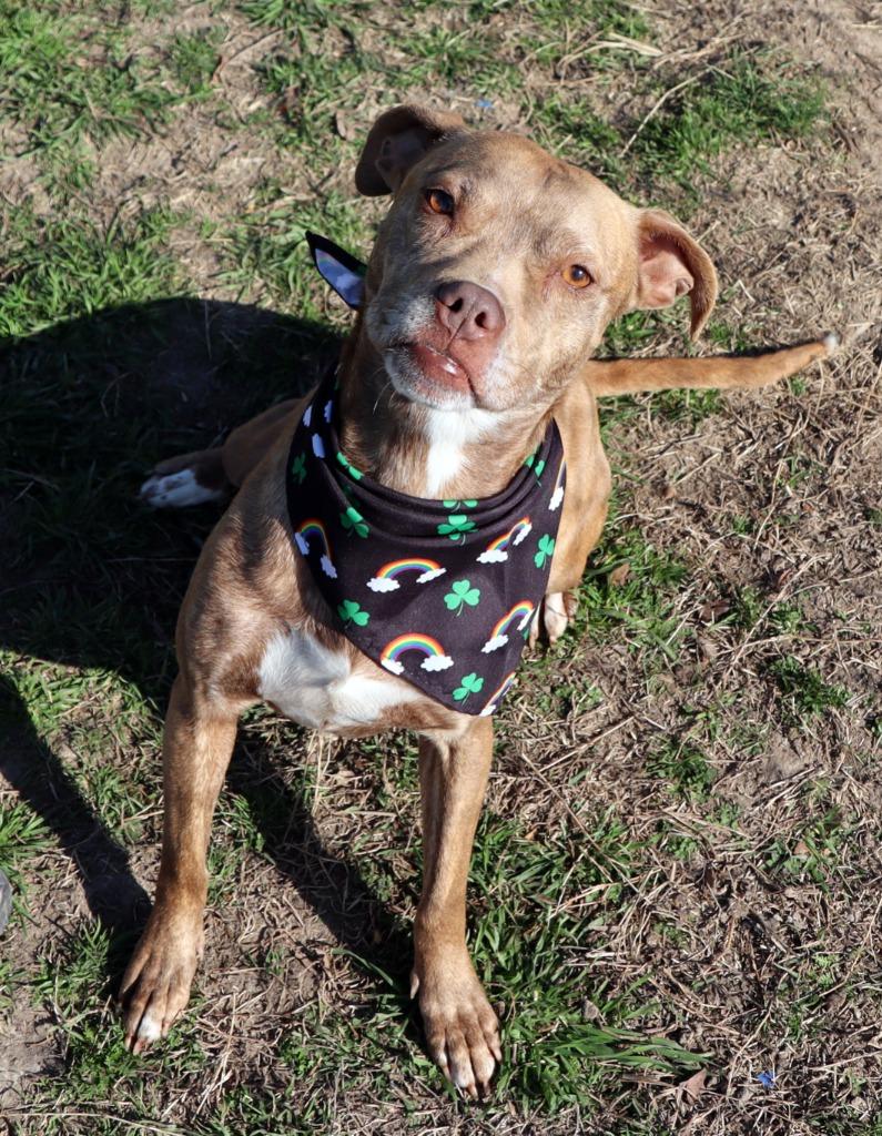 Chrissy, Adoptable, Young Female Mixed Breed.