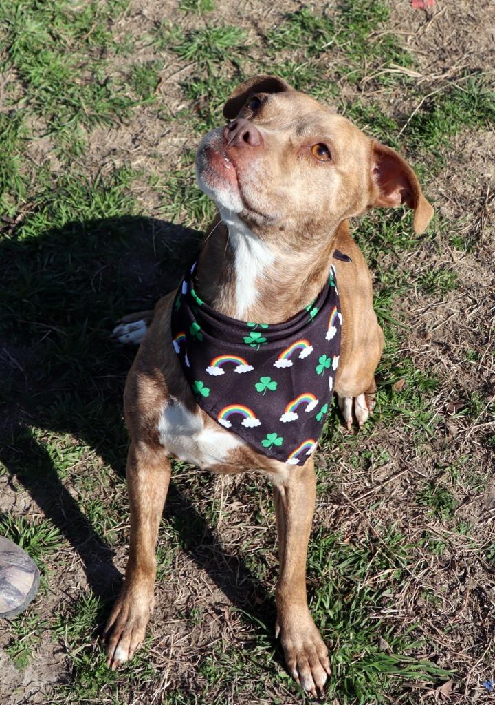 Chrissy, a Adoptable Mixed Breed in Jonesboro, AR image 2/4