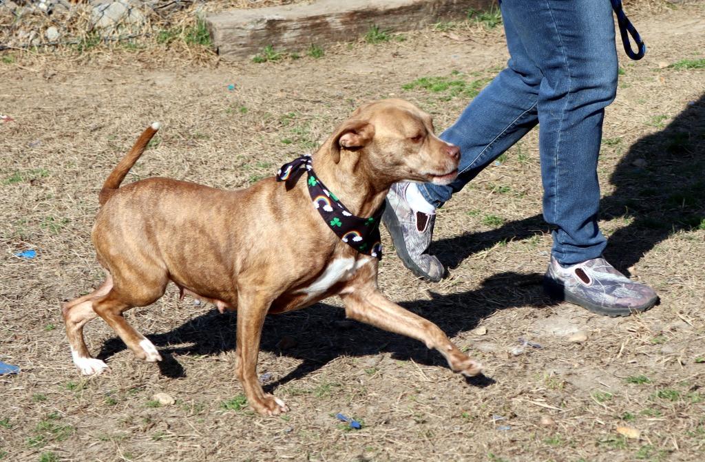 Chrissy, a Adoptable Mixed Breed in Jonesboro, AR image 3/4