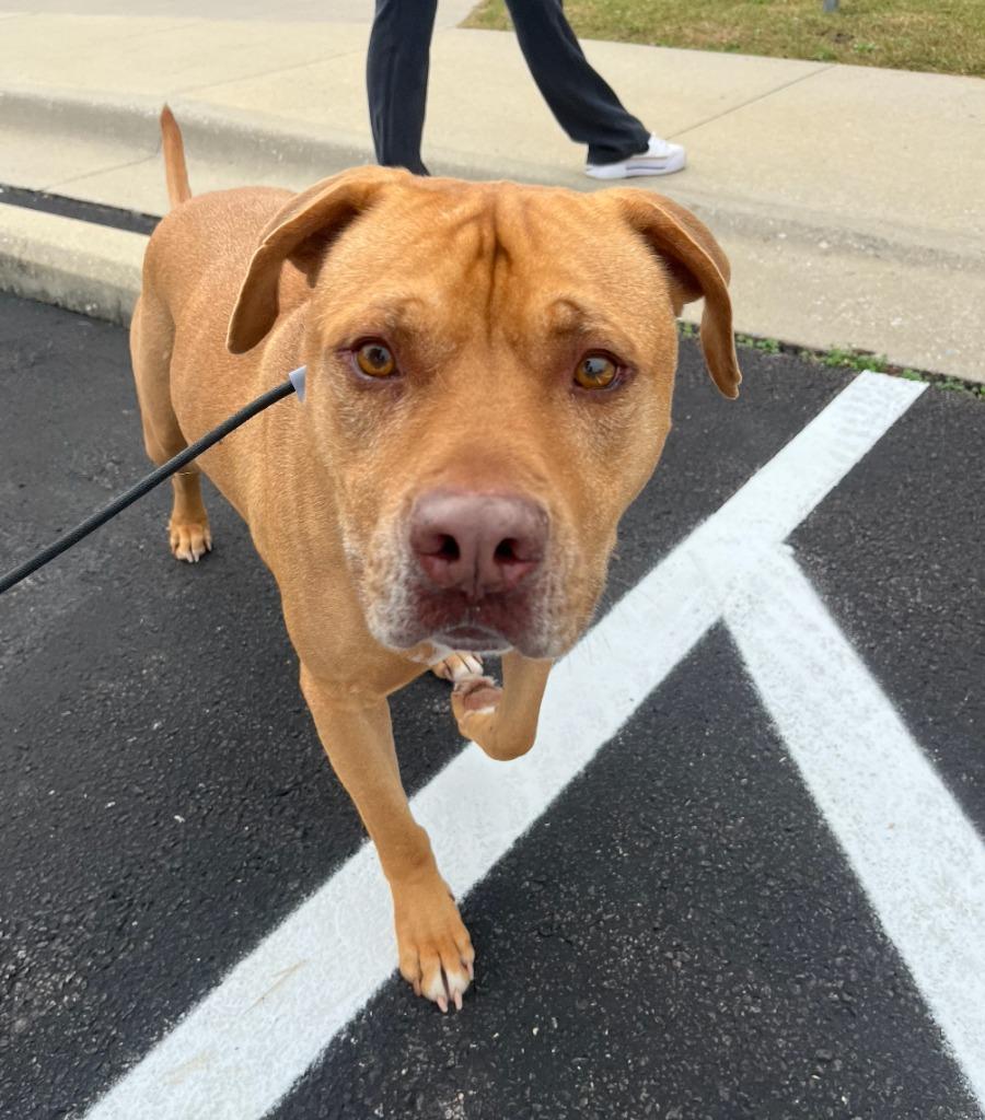 Football, Adoptable, Adult Male Pit Bull Terrier & Mixed Breed.