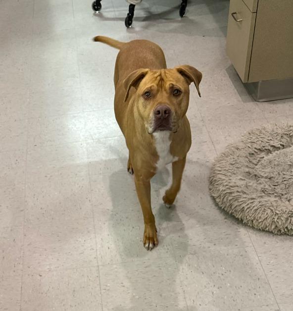 Football, Adoptable, Adult Male Pit Bull Terrier & Mixed Breed.