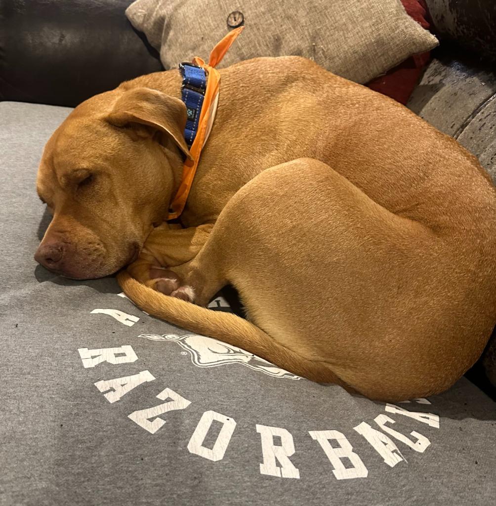 Enlarge Football, a Adoptable mixed breed in Fayetteville, AR image 2/6