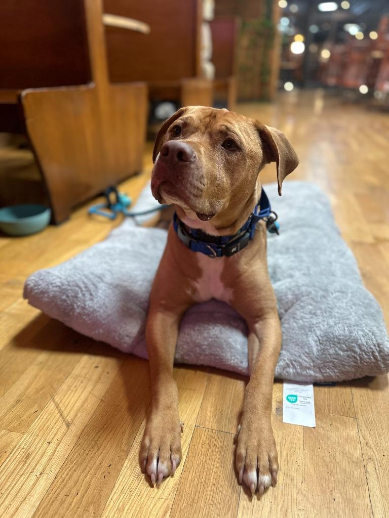 Enlarge Football, a Adoptable mixed breed in Fayetteville, AR image 4/6