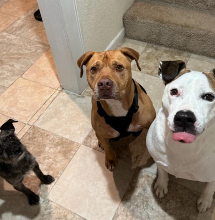 Enlarge Football, a Adoptable mixed breed in Fayetteville, AR image 5/6