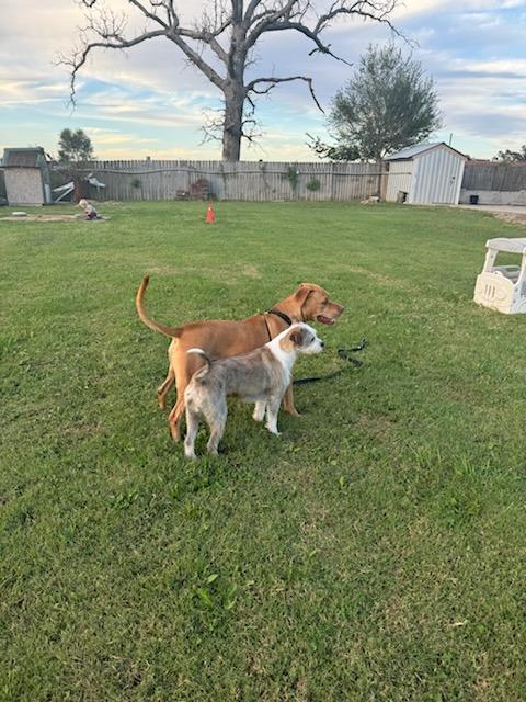 Enlarge Football, a Adoptable mixed breed in Fayetteville, AR image 6/6