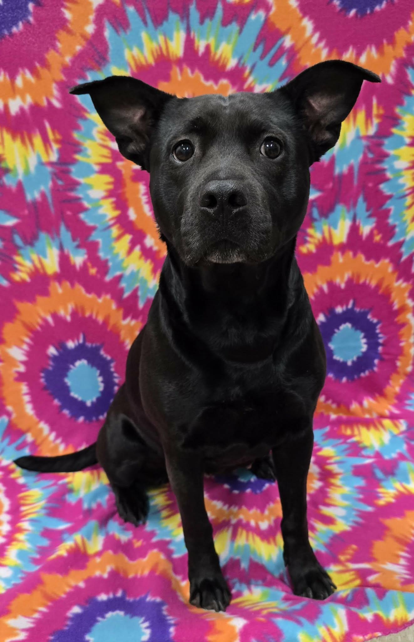 Enlarge Luna Belle, an adopted Mixed Breed in Frankfort, IN image 3/4