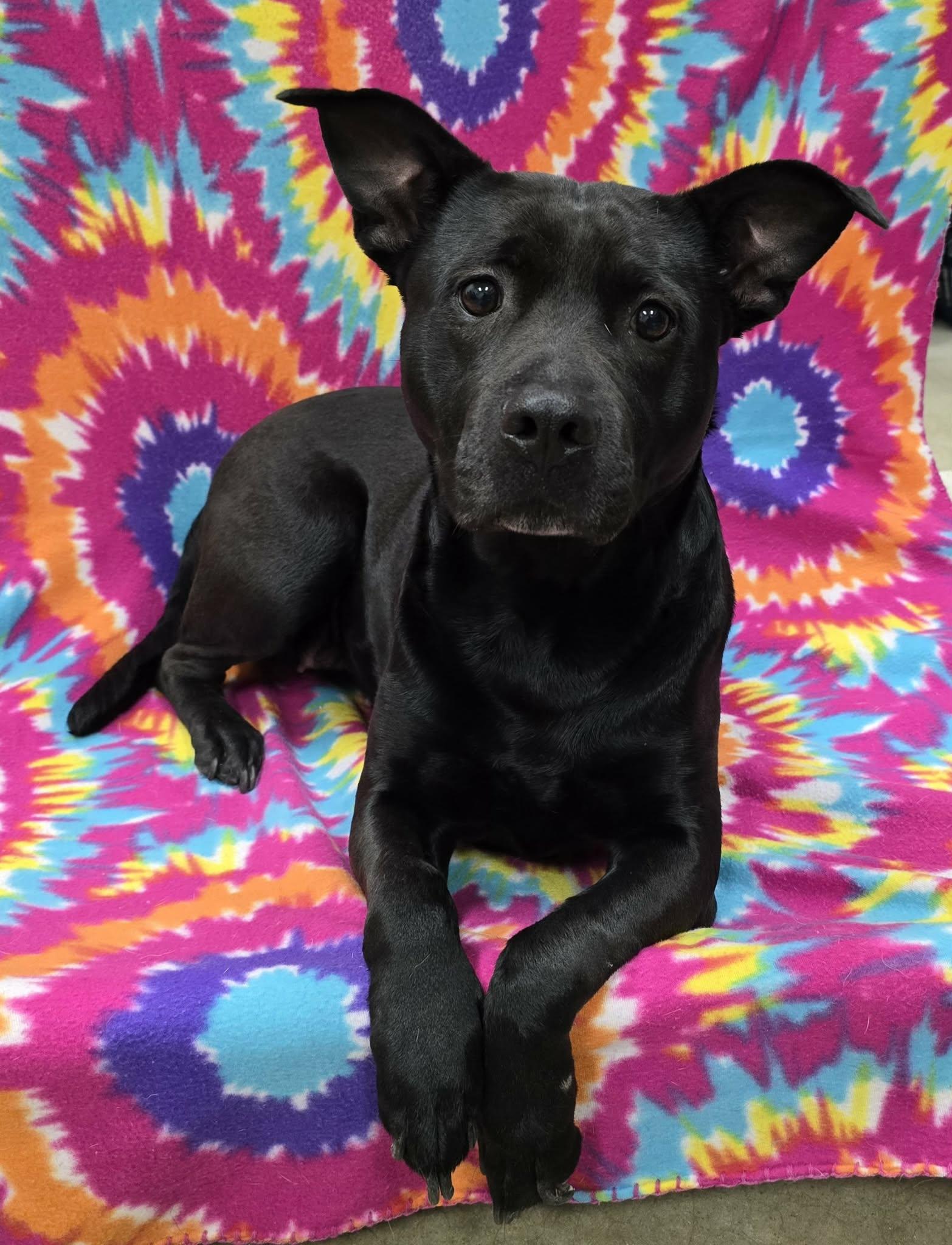 Enlarge Luna Belle, an adopted Mixed Breed in Frankfort, IN image 4/4