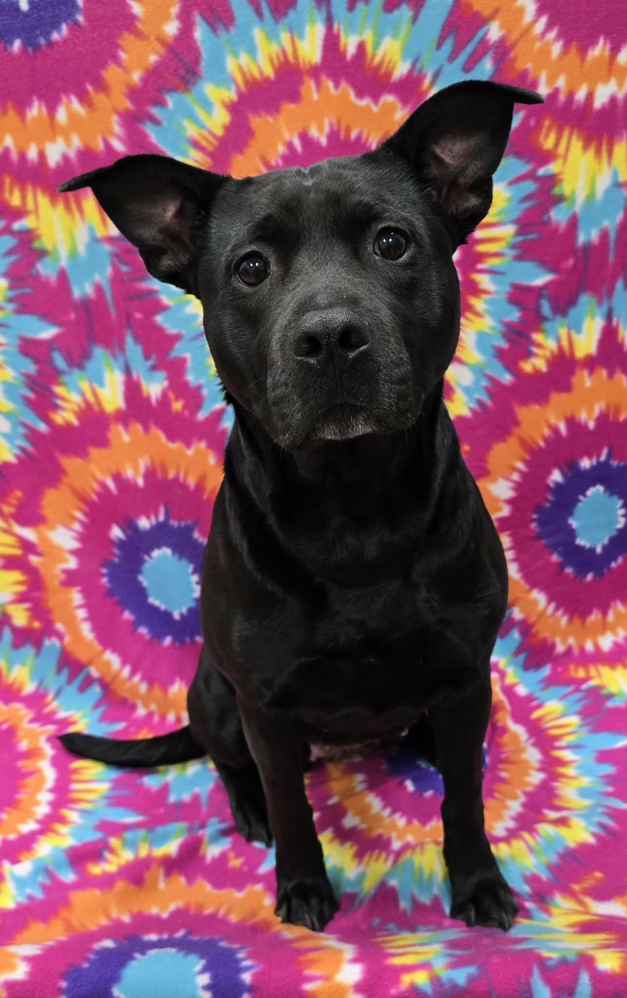 Enlarge Luna Belle, an adopted Mixed Breed in Frankfort, IN image 2/4