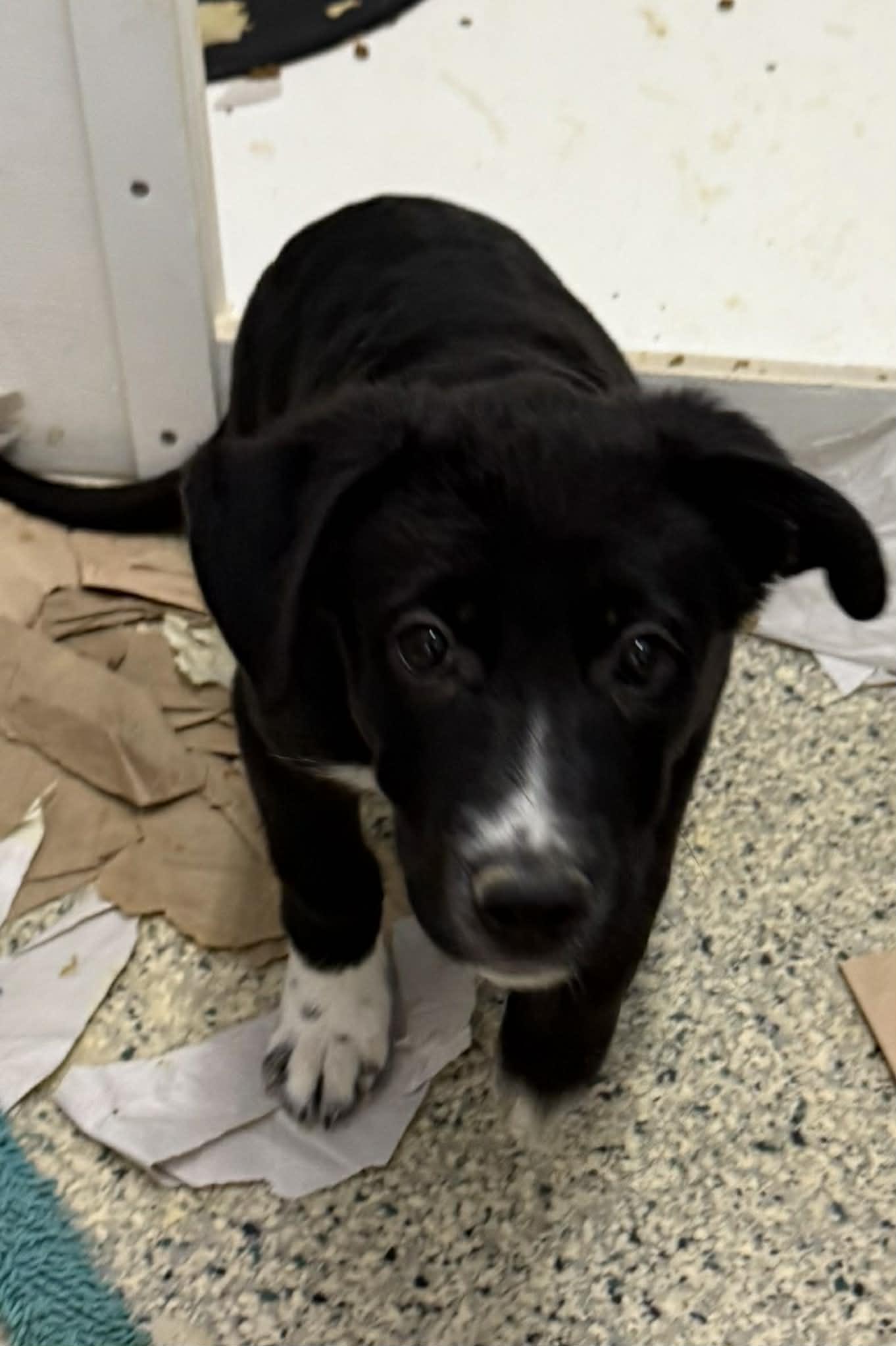 Lucy, a Adoptable mixed breed in Mechanicsburg, PA image 1/2