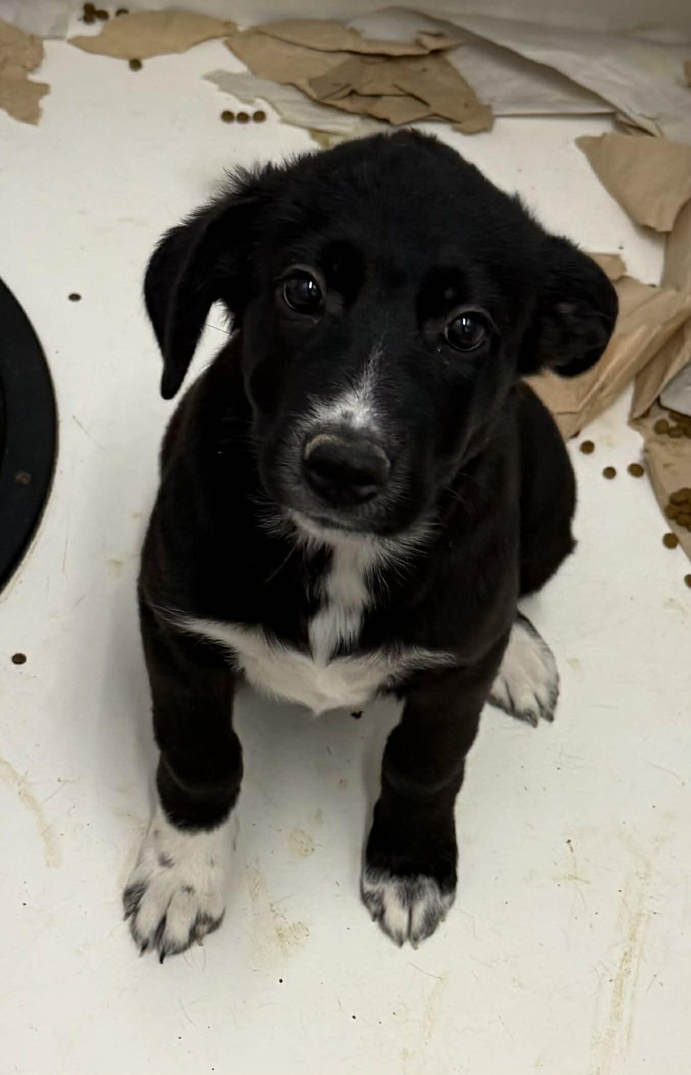 Lucy, a Adoptable mixed breed in Mechanicsburg, PA image 2/2