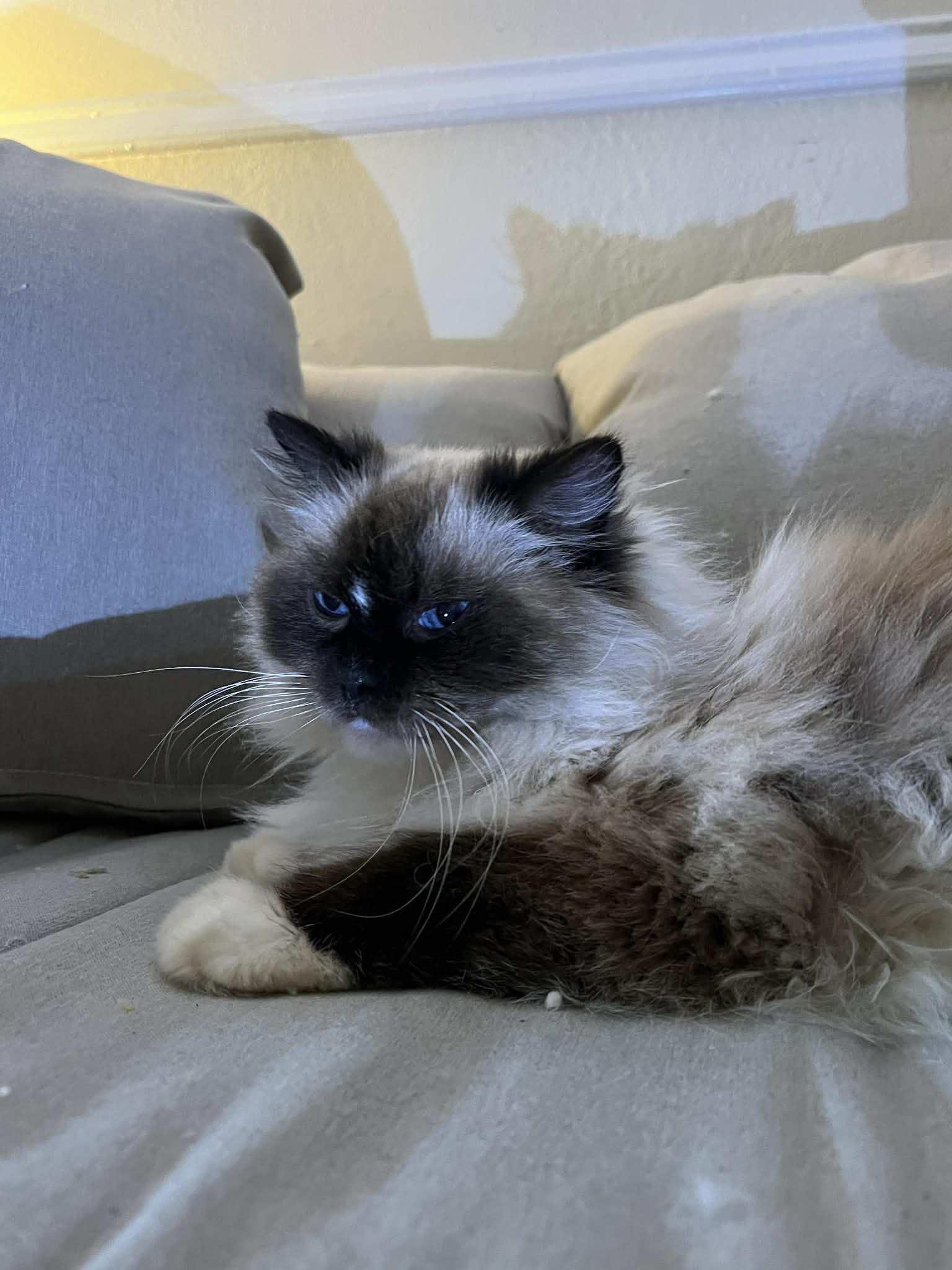 Enlarge Artemis, a ADOPTABLE Ragdoll in Ennis, TX image 2/4