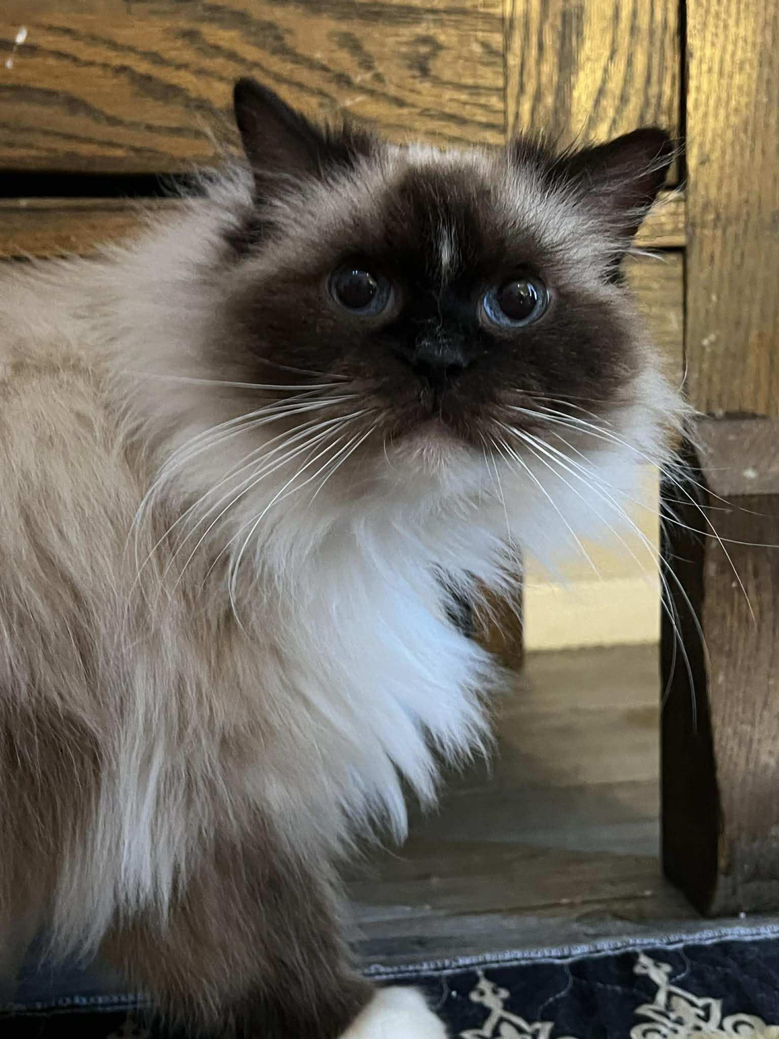 Artemis, ADOPTABLE, Adult Female Ragdoll.
