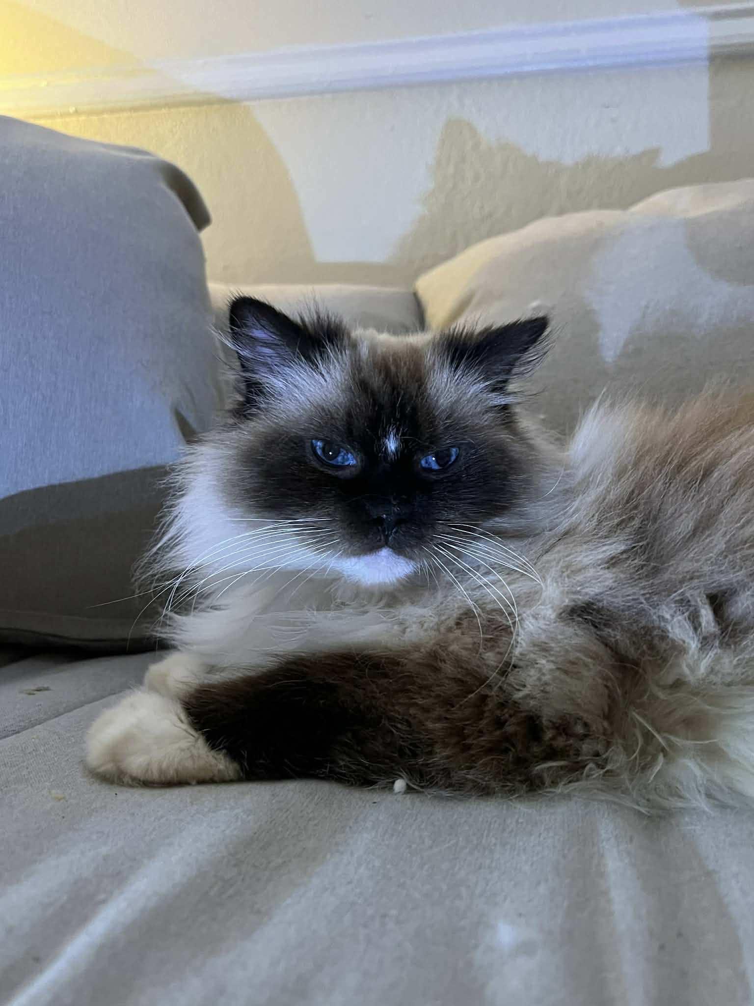 Enlarge Artemis, a ADOPTABLE Ragdoll in Ennis, TX image 4/4