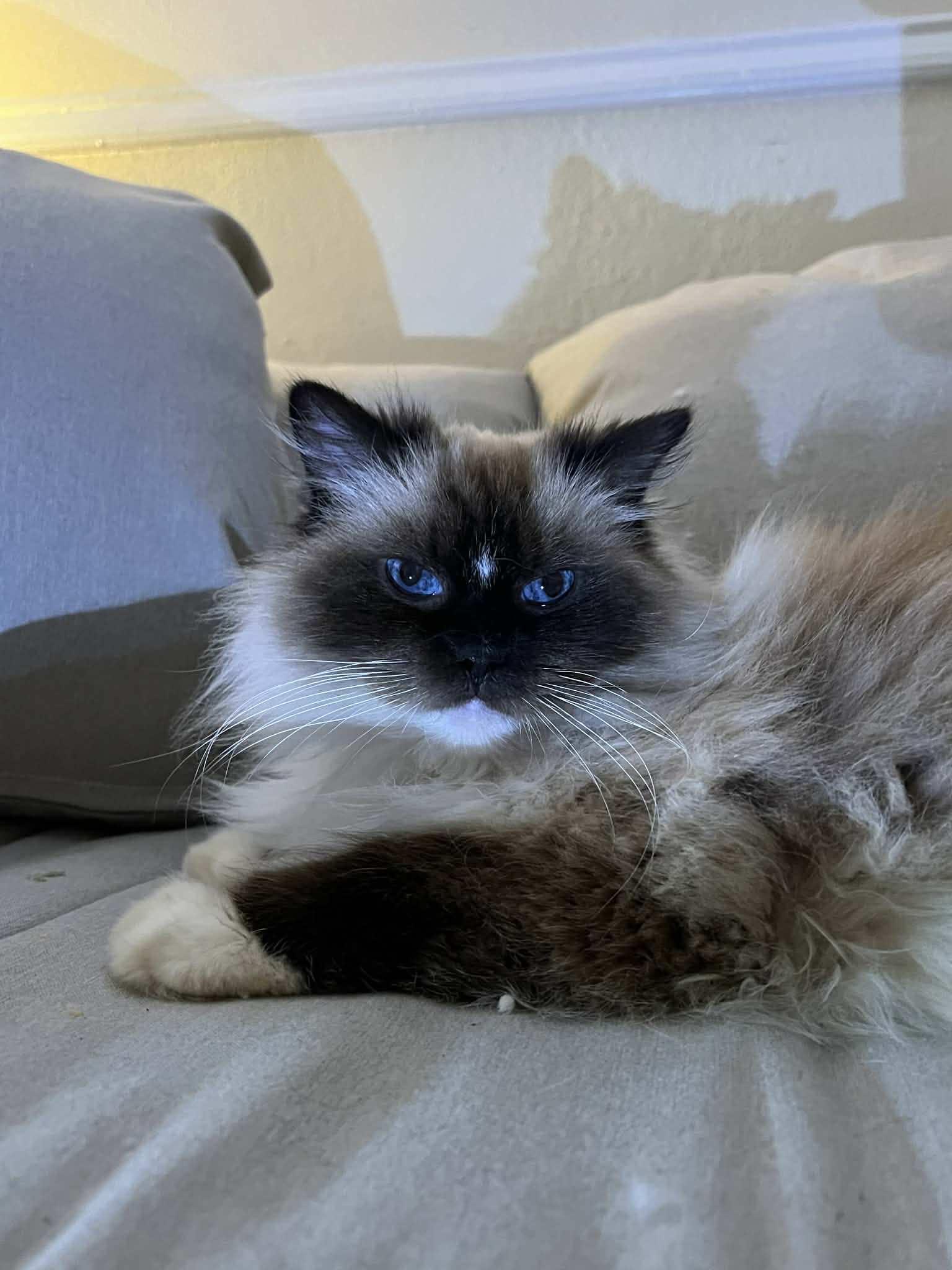 Enlarge Artemis, a ADOPTABLE Ragdoll in Ennis, TX image 3/4