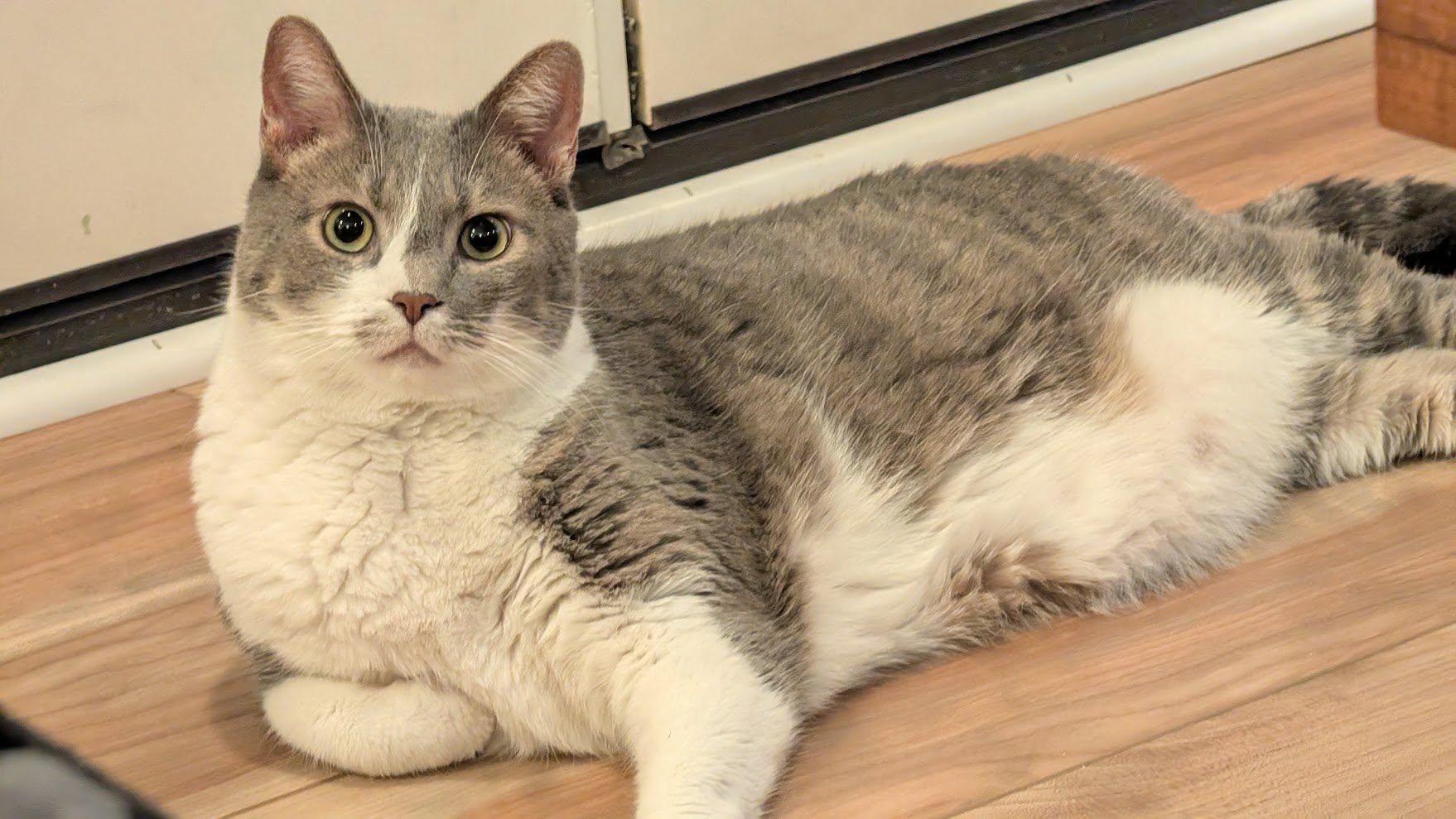 Jasper, Adoptable, Adult Male Domestic Short Hair.