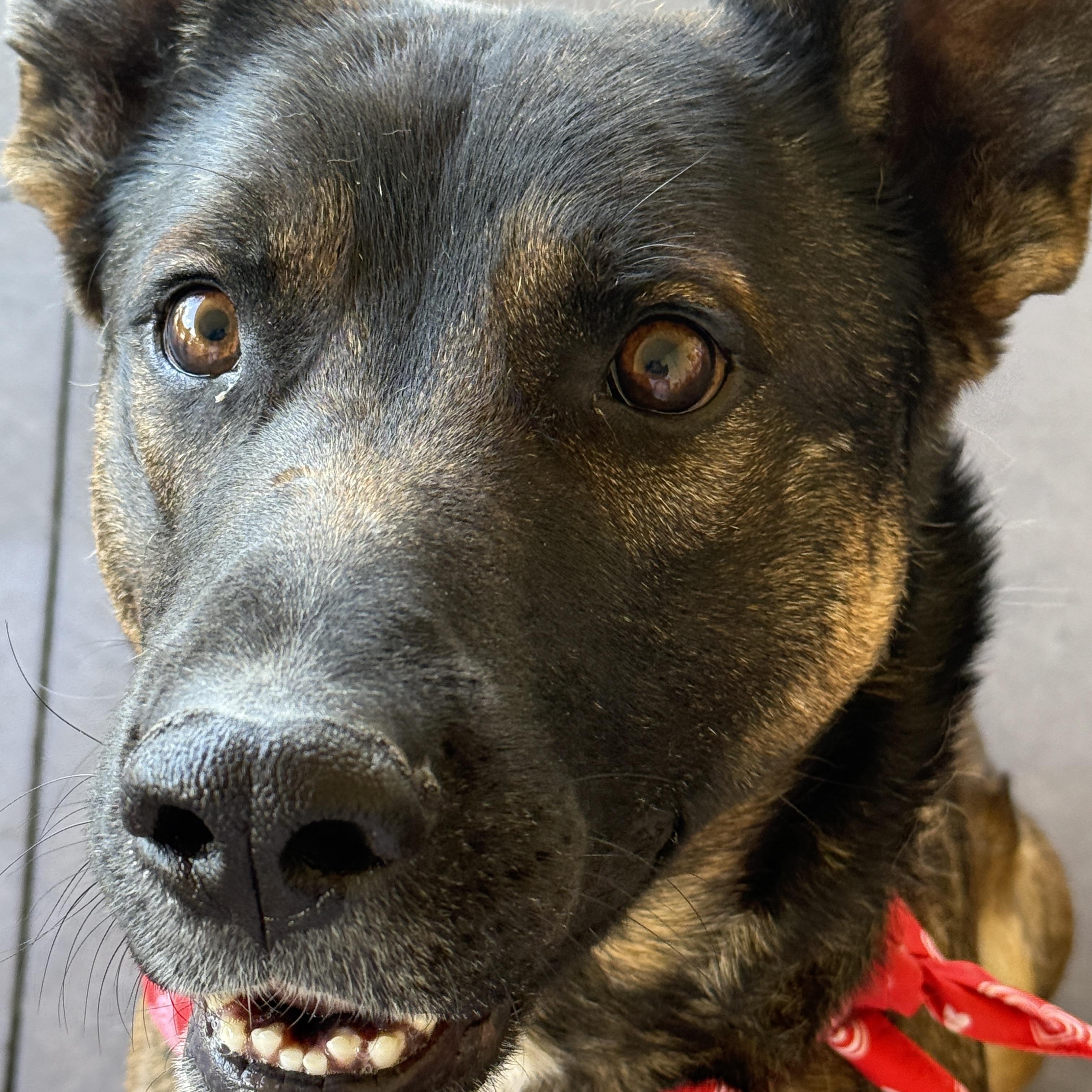 Enlarge Clyde, a Adoptable mixed breed in Palmdale, CA image 5/5