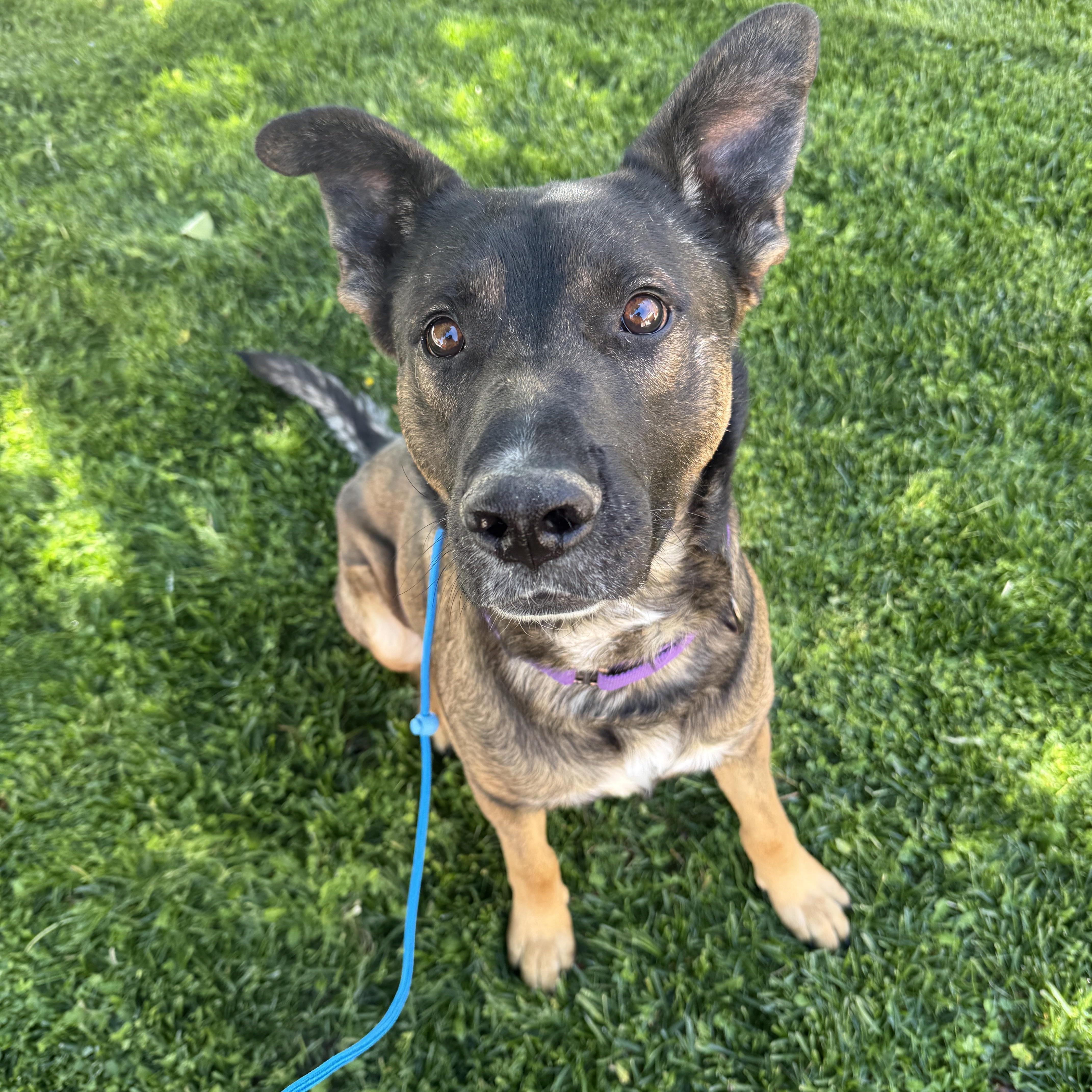 Enlarge Clyde, a Adoptable mixed breed in Palmdale, CA image 1/5